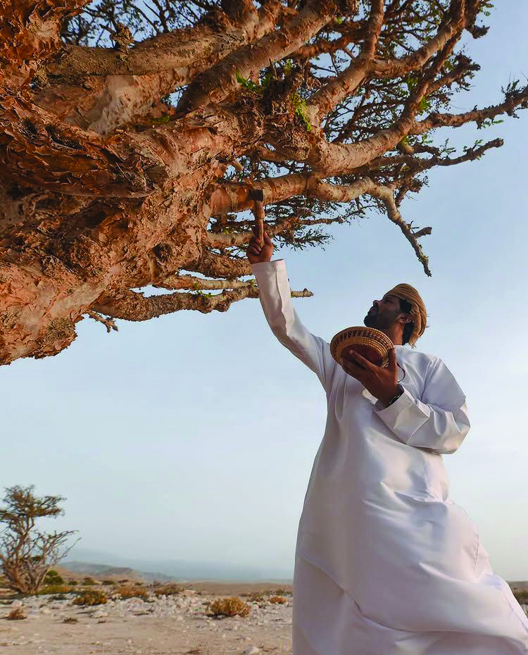 Premium Boswellia sacra frankincense from Dhofar